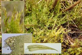 Attēlu rezultāti vaicājumam “Warnstorfia exannulata”