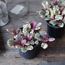 Attēlu rezultāti vaicājumam “Ajuga reptans flower”
