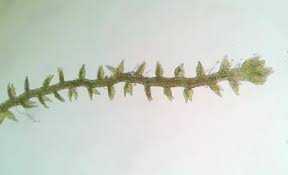 Attēlu rezultāti vaicājumam “Cephaloziella hampeana”