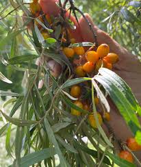Attēlu rezultāti vaicājumam “Hippophae rhamnoides male flower”