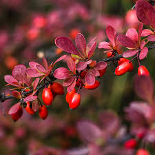 Attēlu rezultāti vaicājumam “Berberis thunbergii fruit”