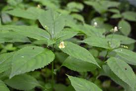 Attēlu rezultāti vaicājumam “Impatiens parviflora”