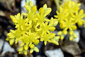 Attēlu rezultāti vaicājumam “Crassulaceae”