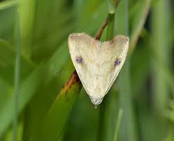 Attēlu rezultāti vaicājumam “Rivula sericealis”