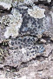 Attēlu rezultāti vaicājumam “Megalaria grossa”