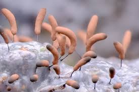 Attēlu rezultāti vaicājumam “Comatricha sp.”