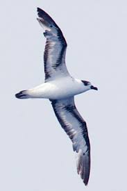 Image result for Pterodroma hasitata