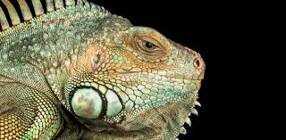 Image result for reptile scales