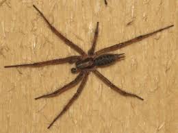 Attēlu rezultāti vaicājumam “Agelenidae”