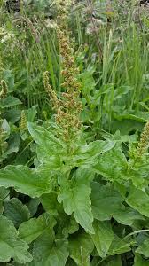 Attēlu rezultāti vaicājumam “Chenopodium bonus-henricus leaf”