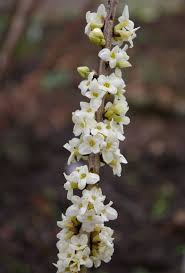 Attēlu rezultāti vaicājumam “Daphne mezereum”