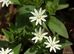 Attēlu rezultāti vaicājumam “Stellaria crassifolia”