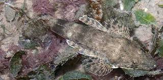 Image result for Platycephalus speculator