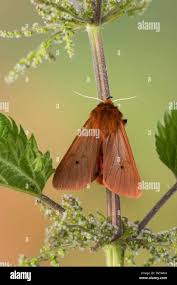 Attēlu rezultāti vaicājumam “Phragmatobia fuliginosa imago”