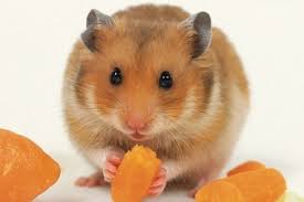 Image result for хомек