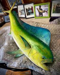 Image result for Coryphaena hippurus