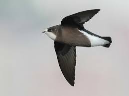 Image result for Hirundapus caudacutus