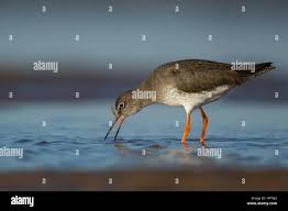 Attēlu rezultāti vaicājumam “Tringa totanus adult”