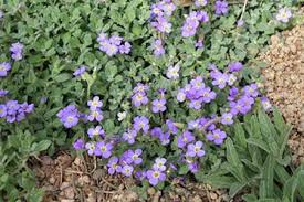 Attēlu rezultāti vaicājumam “Aubrieta deltoidea”