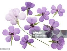 Attēlu rezultāti vaicājumam “Silene viscaria fruit”