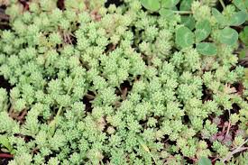 Attēlu rezultāti vaicājumam “Sedum pallidum flower”