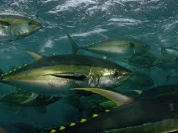 Image result for Thunnus albacares