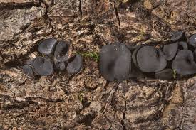 Attēlu rezultāti vaicājumam “Holwaya mucida”