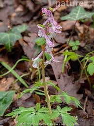 Attēlu rezultāti vaicājumam “Corydalis cava flower”