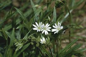 Attēlu rezultāti vaicājumam “Stellaria graminea flower”