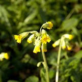 Attēlu rezultāti vaicājumam “Primula veris leaf”