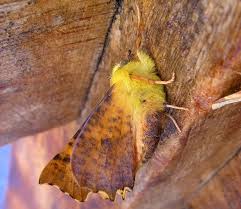 Attēlu rezultāti vaicājumam “Ennomos alniaria”