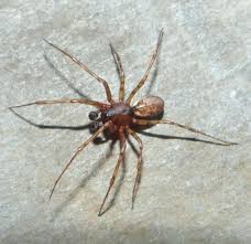 Attēlu rezultāti vaicājumam “Neriene montana”