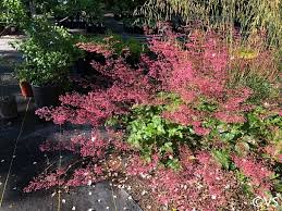Image result for Heuchera Metallica