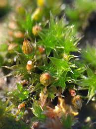 Attēlu rezultāti vaicājumam “Orthotrichum diaphanum”