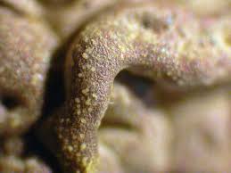 Attēlu rezultāti vaicājumam “Fuligo gyrosa spores”