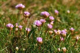 Attēlu rezultāti vaicājumam “Armeria vulgaris”