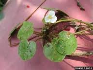 Attēlu rezultāti vaicājumam “Hydrocharis morsus-ranae bud”