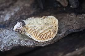 Attēlu rezultāti vaicājumam “Lenzites betulina”