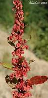 Attēlu rezultāti vaicājumam “Rumex obtusifolius”