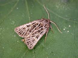 Attēlu rezultāti vaicājumam “Tholera decimalis female”