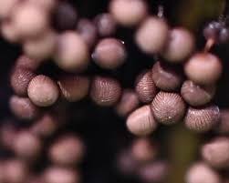 Attēlu rezultāti vaicājumam “Cribraria cancellata”