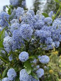 Attēlu rezultāti vaicājumam “Festuca altissima flower”