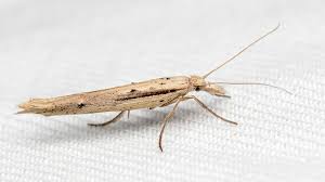 Attēlu rezultāti vaicājumam “Mucronella”