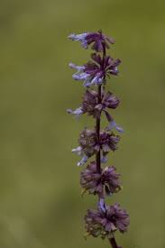 Attēlu rezultāti vaicājumam “Salvia verticillata”