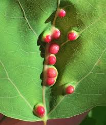 Attēlu rezultāti vaicājumam “Harmandia”