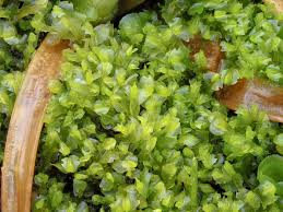 Attēlu rezultāti vaicājumam “Harpanthus scutatus”