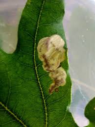 Attēlu rezultāti vaicājumam “Licea pygmaea”