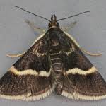 Attēlu rezultāti vaicājumam “Pyrausta cingulata”