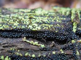 Attēlu rezultāti vaicājumam “Lamproderma violaceum”