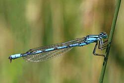 Attēlu rezultāti vaicājumam “Enallagma cyathigerum male”